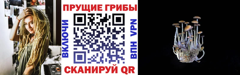 закладки  Крым  Галлюциногенные грибы Psilocybe 